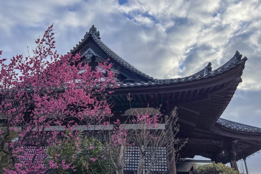 Tomonoura Fukuzenji Temple blossom