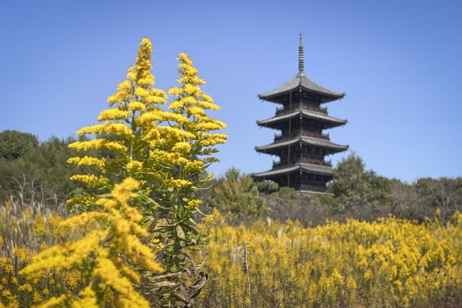 Kokubun-ji Temple pagoda and ragweed (3)-min
