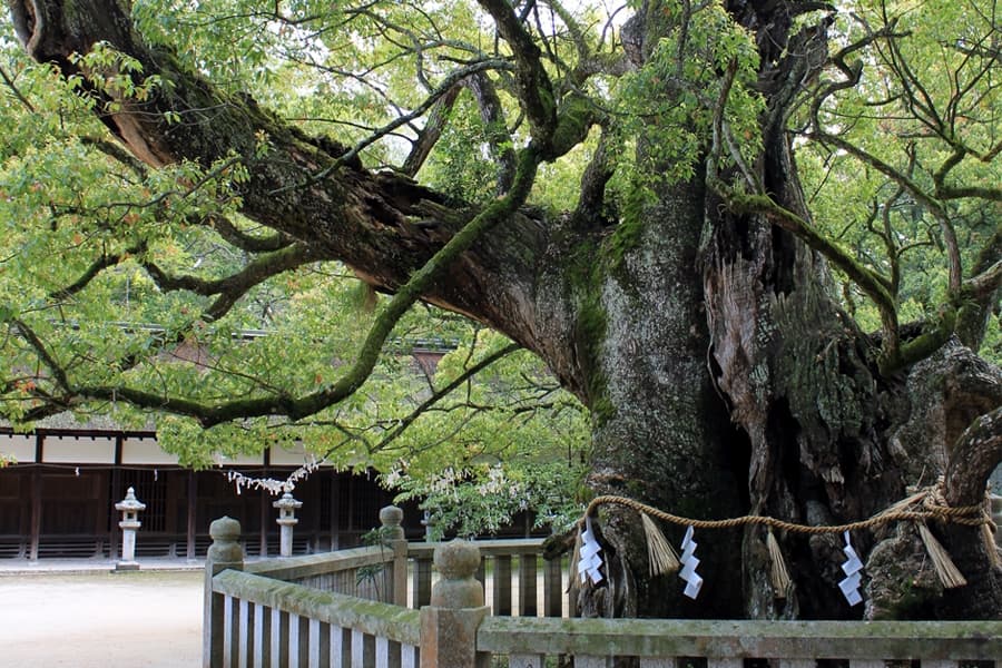 Oyamazumi Shrine ancient tree-min