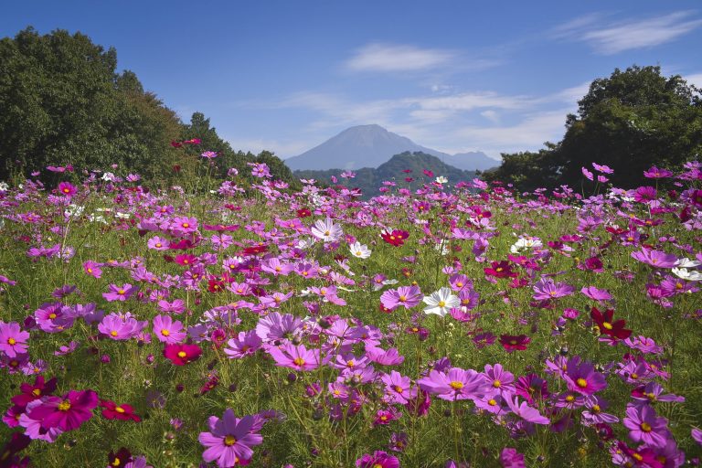 Tottori Hanakairo Flower Park