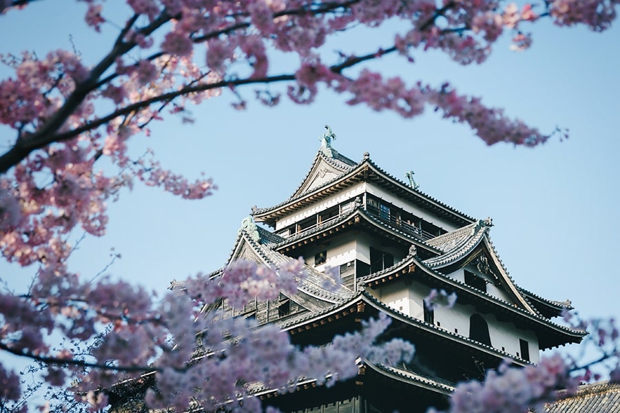 Matsue Castle cherry blossom