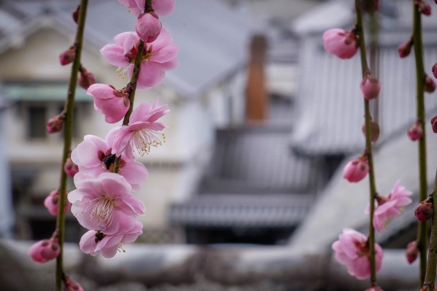 Takehara Saihoji Fumeikaku Temple plum blossom