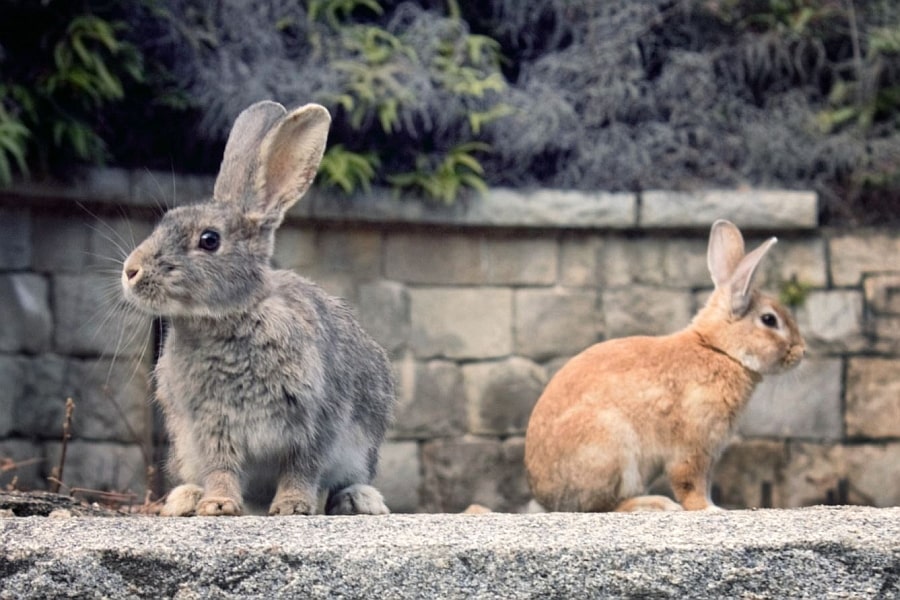 Ōkunoshima Island rabbits