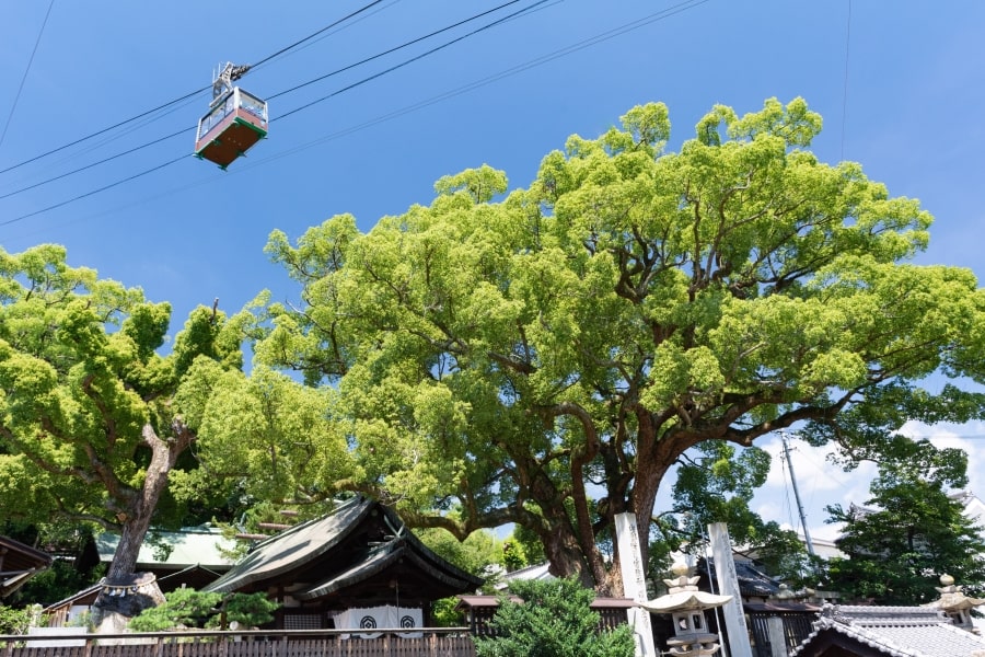 Onomichi Ushitora Shrine camphor tree