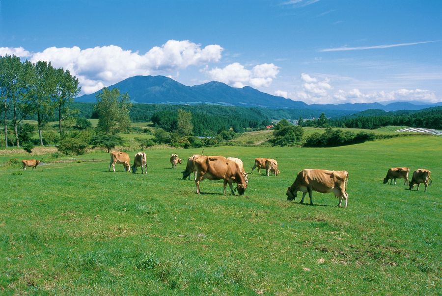 Hiruzen Highland Jersey cows and mountain peaks (2)