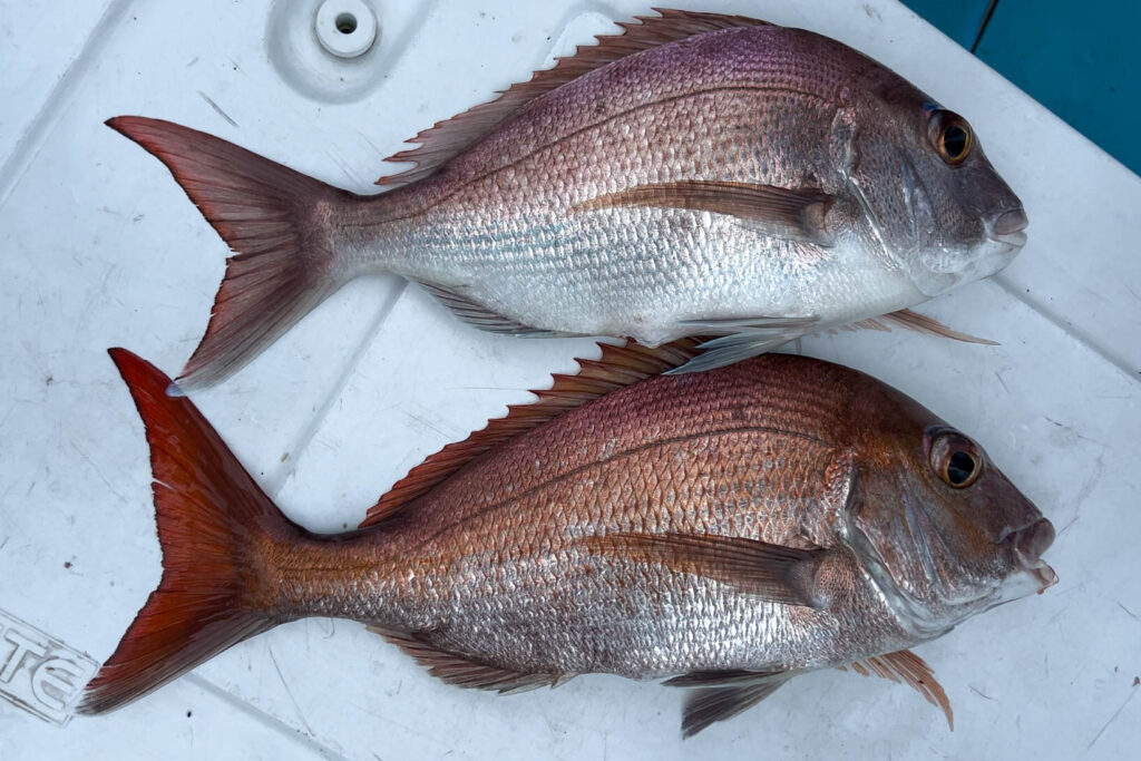 Kure fishing boat red snapper