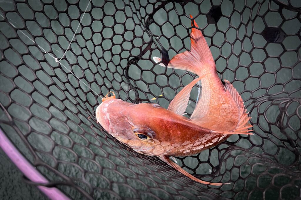 Kure fishing snapper in a net