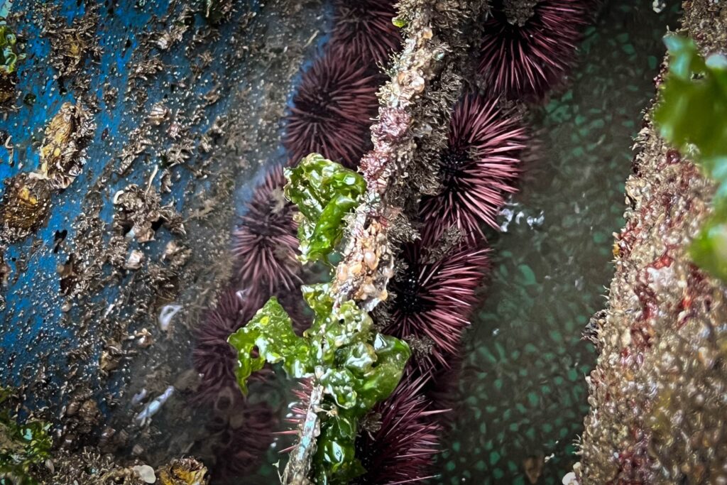 Kure red sea urchin farm