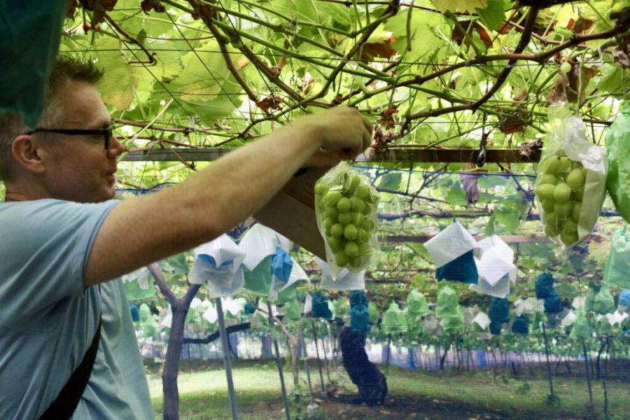 Hirata Farm grape picking